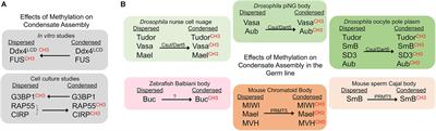 An Emerging Role for Post-translational Modifications in Regulating RNP Condensates in the Germ Line